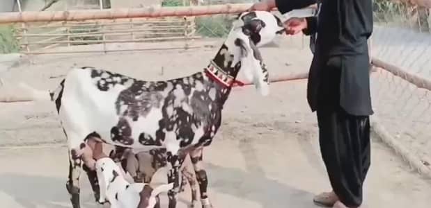 2 butcher vali shera print bakri for sale. 03376219832