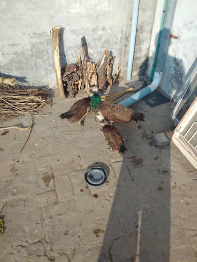3 Peacock males