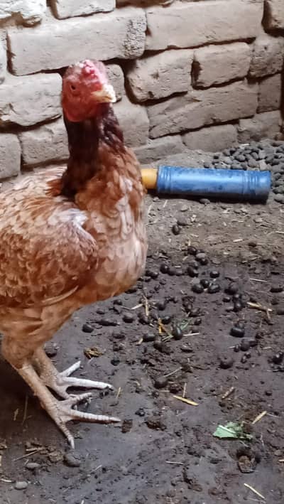 urgent for sale paiso ki zarorat hai