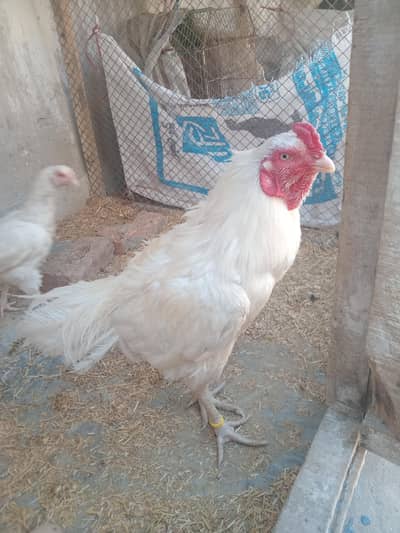 White heera aseel chicks Peper white  03127040627