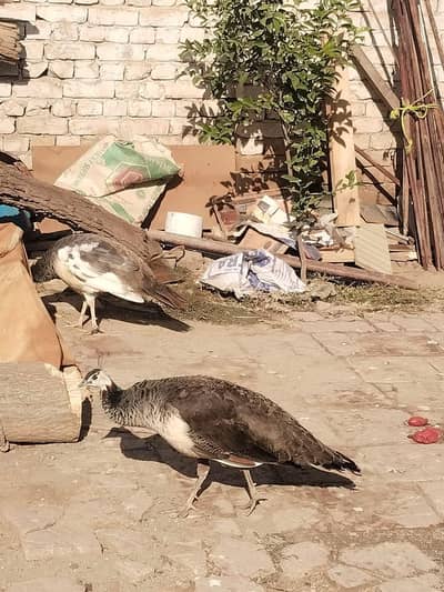 breeder female morni