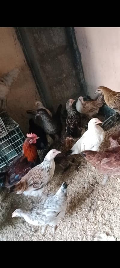 Golden Misri chicks 3.5 4.5 & 5.5 months males and females