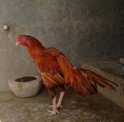 Aseel Murga For Sale