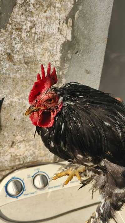 Exchange Possible With Female Fancy Hen
