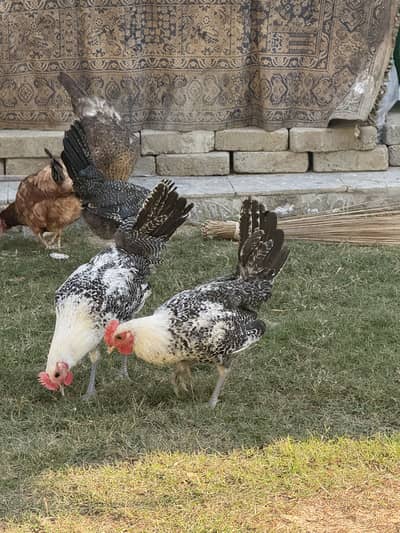 Fayoumi Hens for Sale and Golden misri