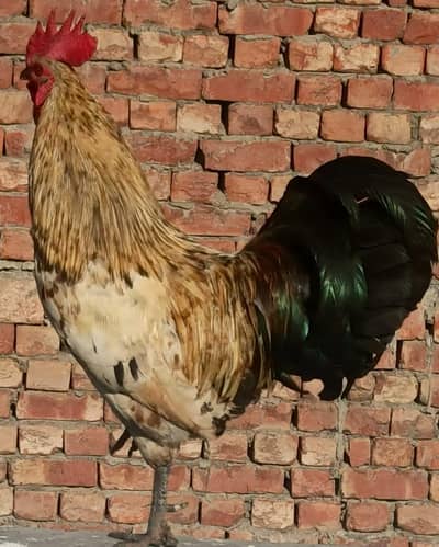 URGENT NEED MONEY. . . . . . . . . . . . .