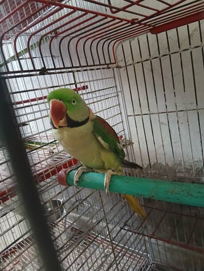 face to face talking parrot