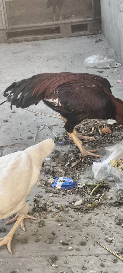 murgi Ando ke Liye tyar hai