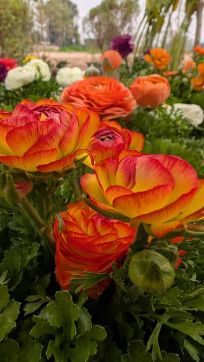 home garden decor plants