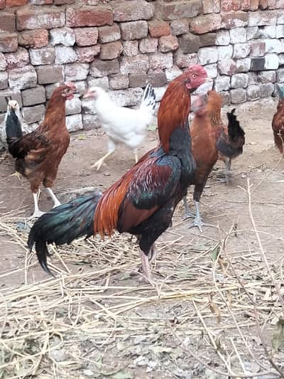 Aseel mianwali for sale