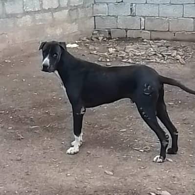 bully dog vaccinated for sale.