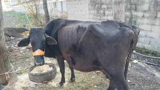 charging Hui hai soiye dudh 16 kilo