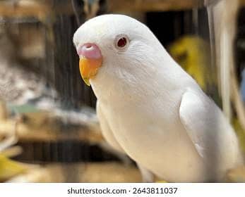 Two lovebird female is blue color and male is white red eyes color