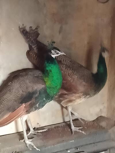 Peacock males sell at reasonable price
