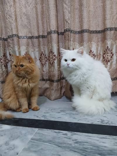 Persian triple coat (Male / Female)