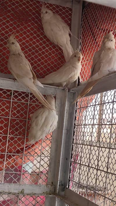 white cocktail red eyes