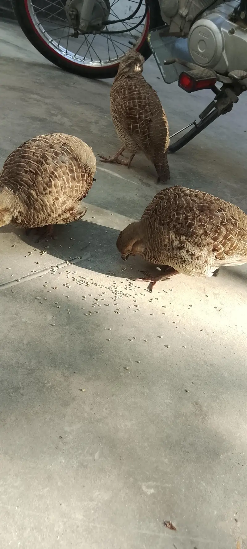 1male 1 female