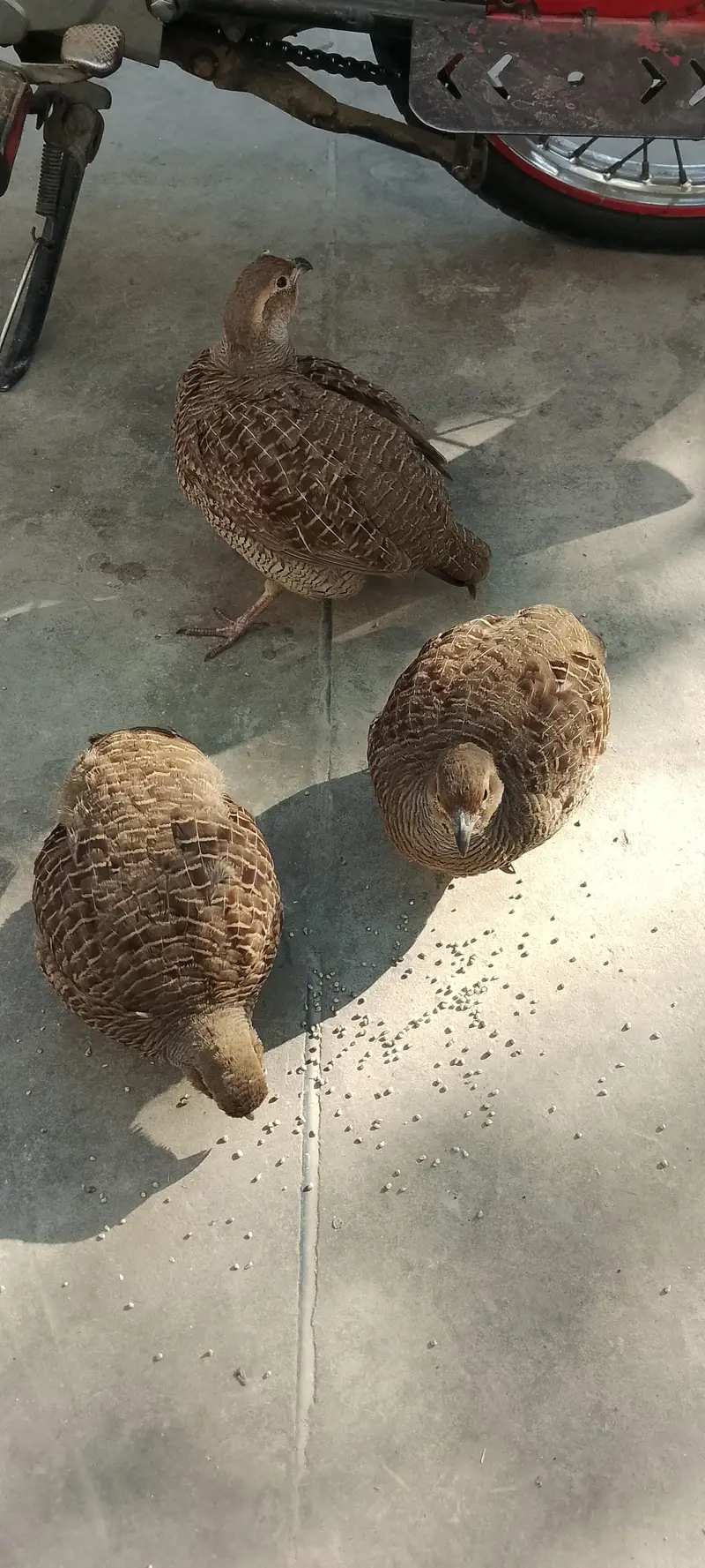 1male 1 female — photo 2