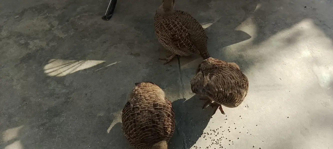 1male 1 female — photo 3