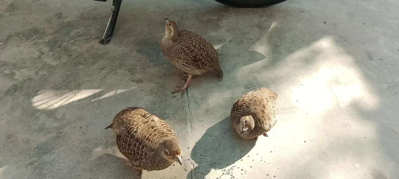 1male 1 female — photo 4