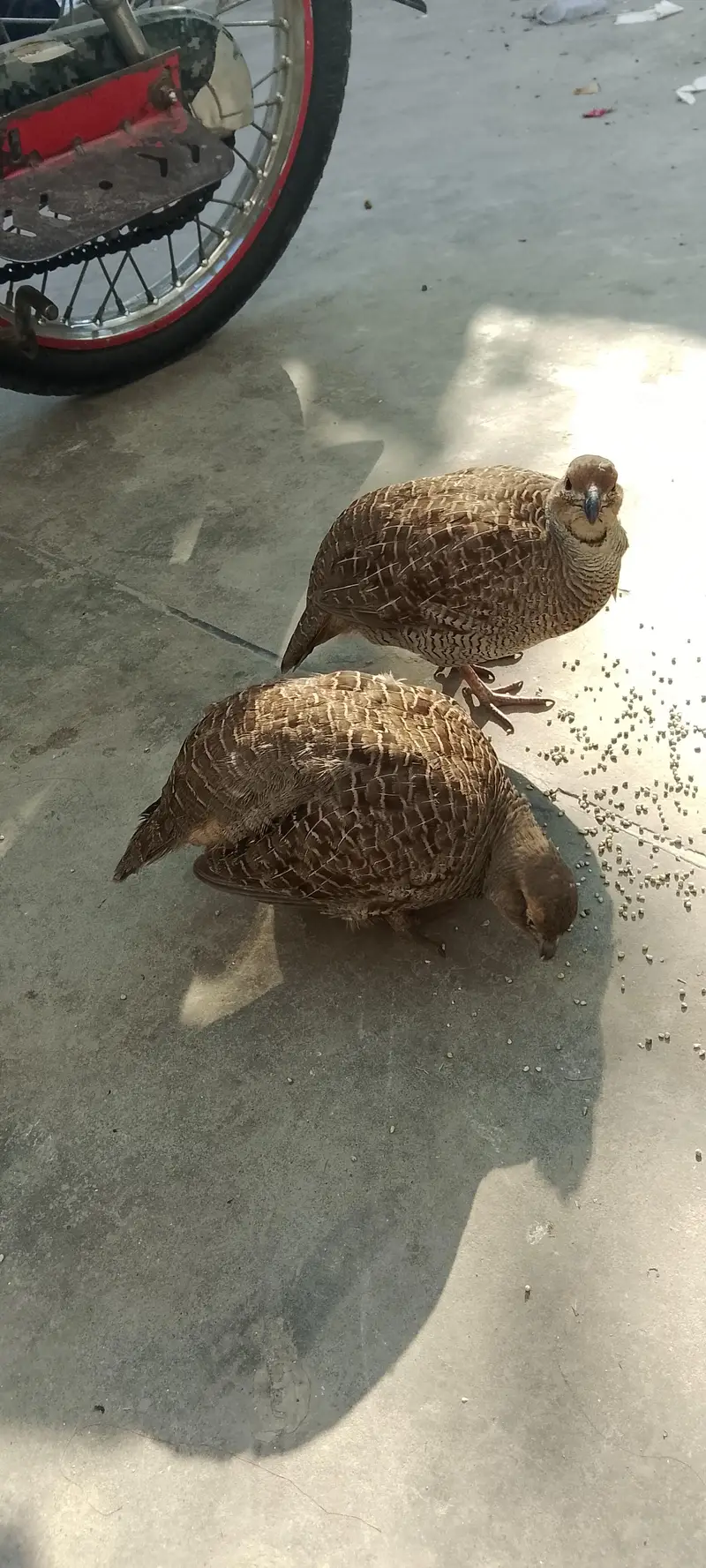 1male 1 female — photo 5
