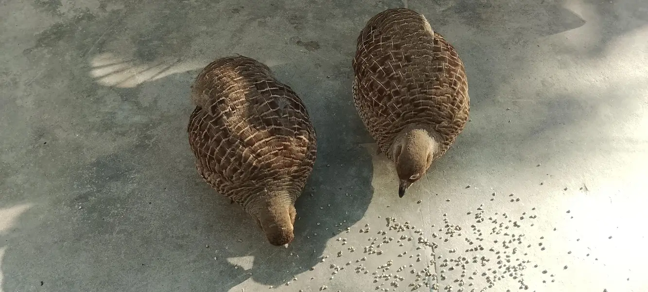 1male 1 female — photo 6