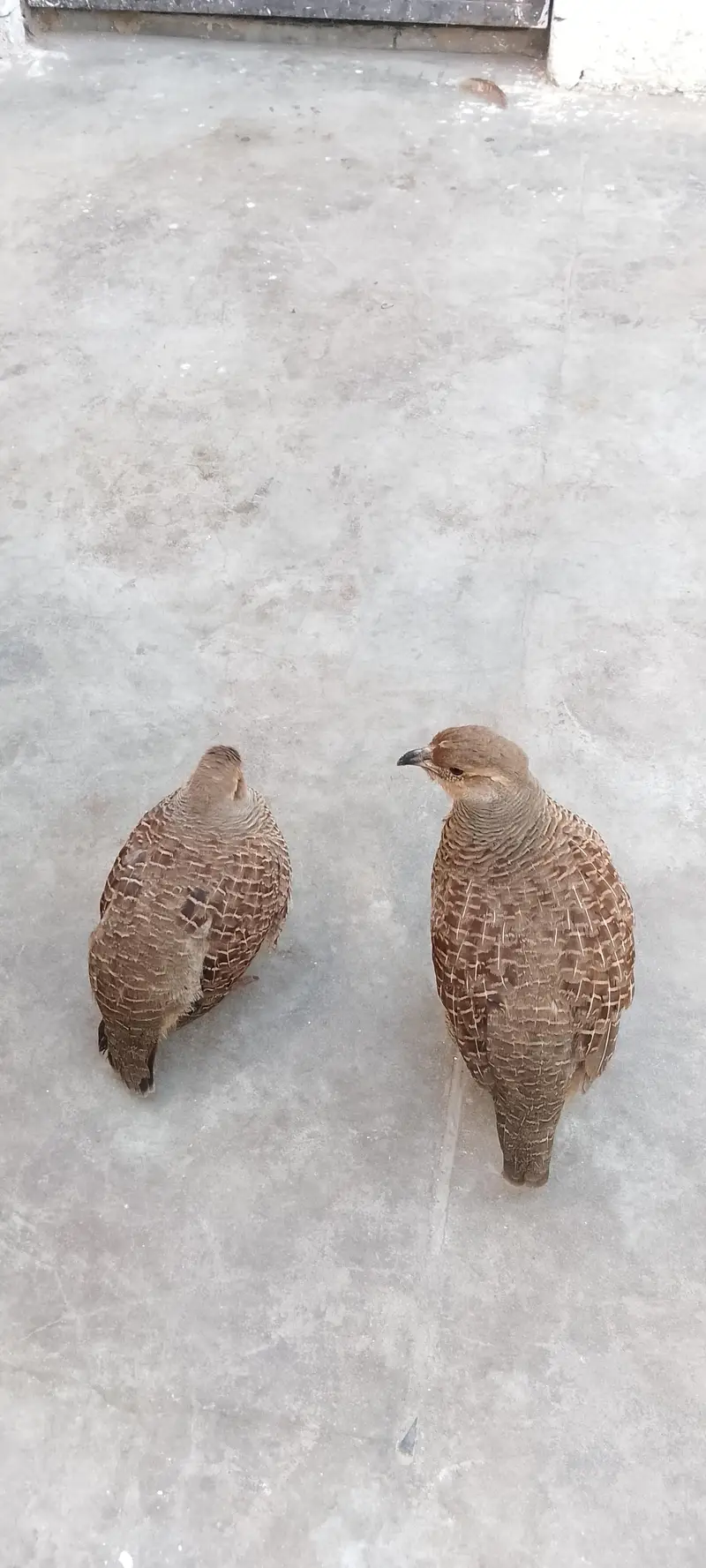1male 1 female — photo 7
