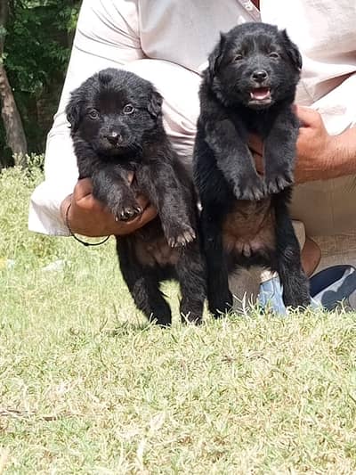 Black German Shepherd Pair / GSD dog / German Shepherd puppy for sale