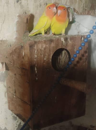 Common Latino Parrots