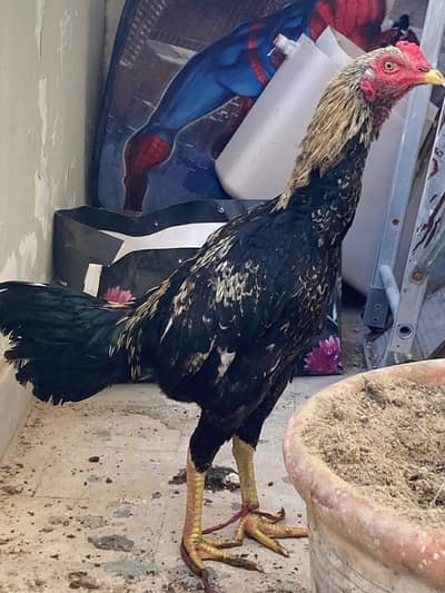 8 egg laying aseel hen with kala reza murgha and young Aseel murgha