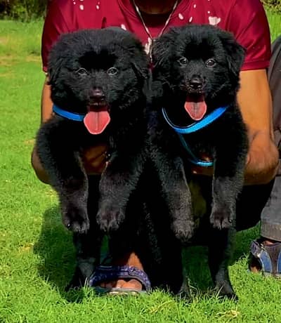 Black German Shepherd long coat Pair for sale