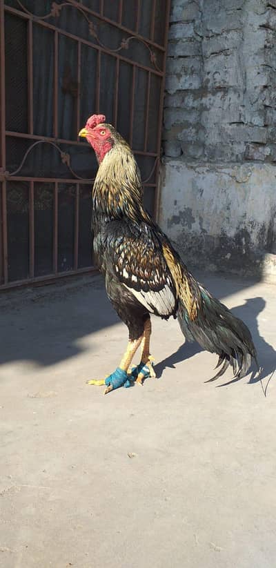 High quality bird 03175087917