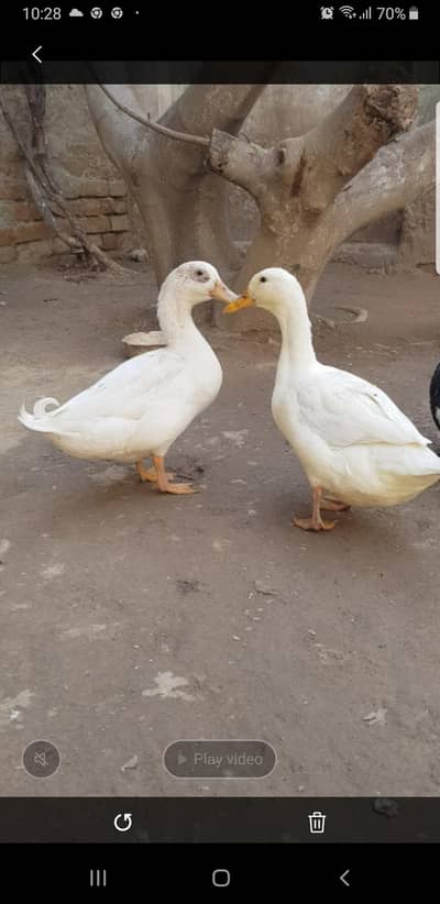 Breeder pair 1 white and extra white and black female