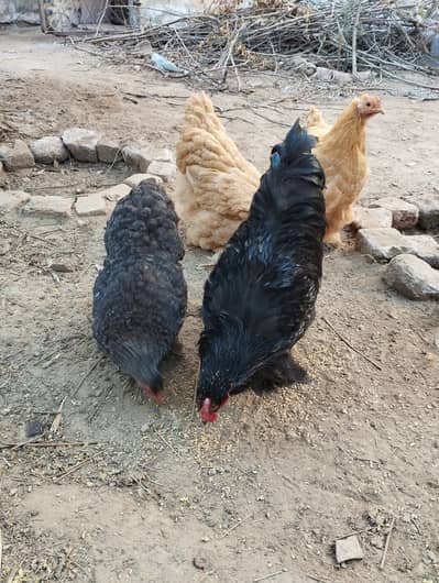 Blue Buff , Black Buff, Golden Buff