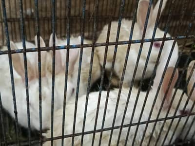 Red eyes rabbits males and females