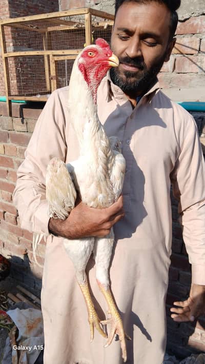 White King Oh Shamo male