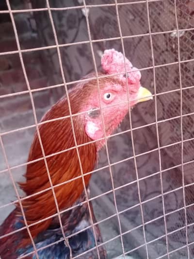 aseel lakha mianwali