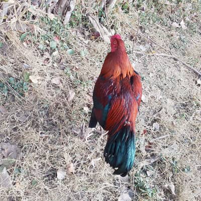 LAKHA ASEEL PHATAA FOR SALE WHATSAPP CONTACT ME 03231581923