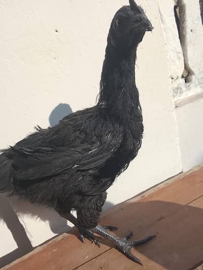 Pure Ayam Cemani Pair (4 Months) - Black Tounge