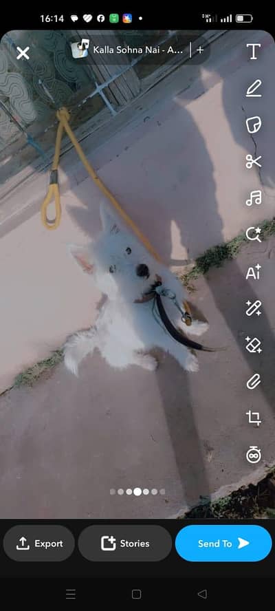 Poddle breed Beautiful Dog