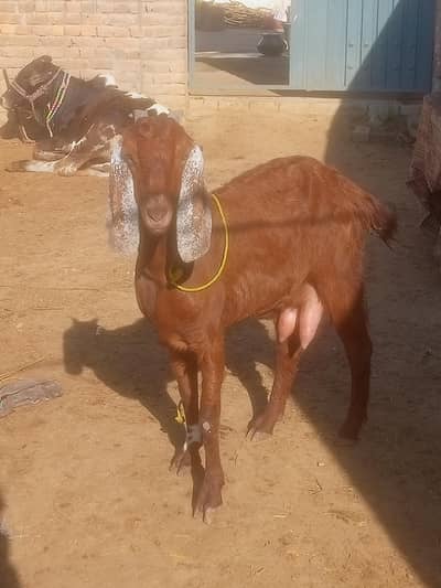 0_3_1_9_3_4_3_0_1_3_8 whstp