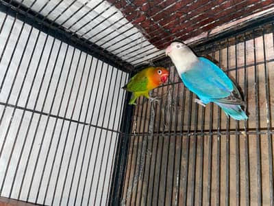 lovebirds