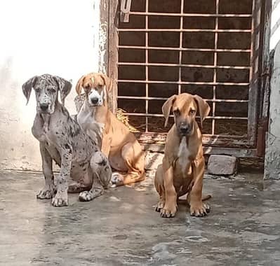 Great Dane male female puppies available for new homes