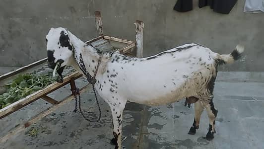 pure Nagra Nasal Ghr ki pali han