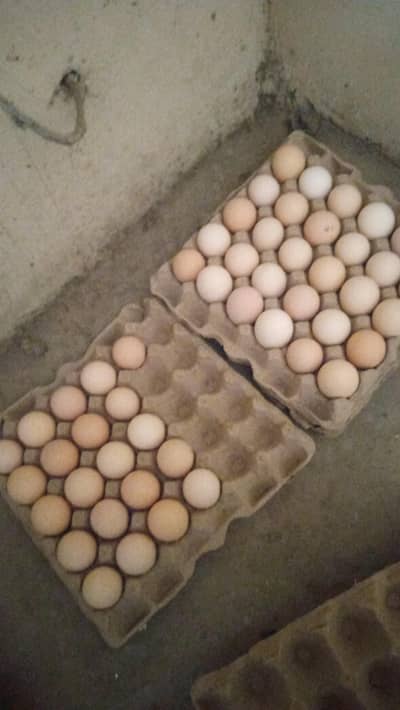 Desi eggs fresh