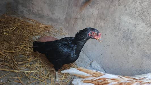 black lasani madi  jawa murga chini murgi and lakha breeder male