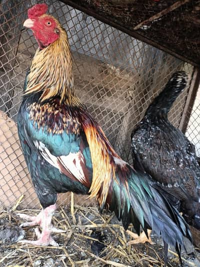 Pure mainwali breed pair