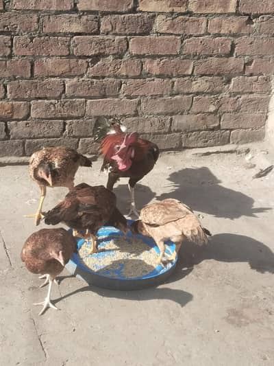 Mianwali ,Aseel Or Desi Cross Murga Or Mianwali Aseel Murgi For Sale