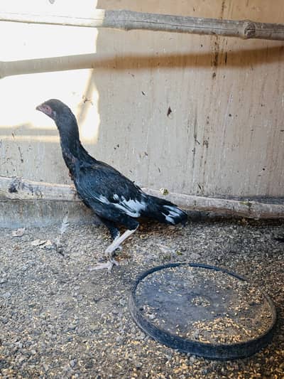 Aseel pathiyan pathy