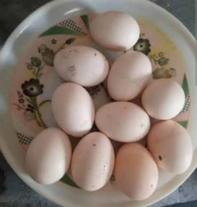 ASEEL Fertile eggs Available